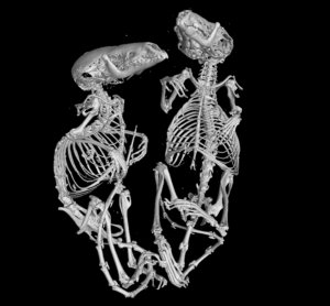 Xray of two animal skeletons