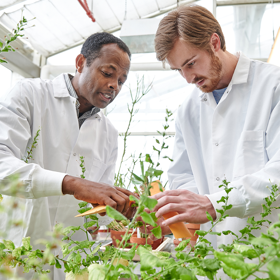two male scientists work on plants