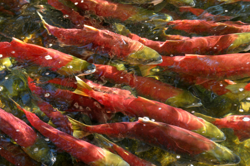 fish in stream