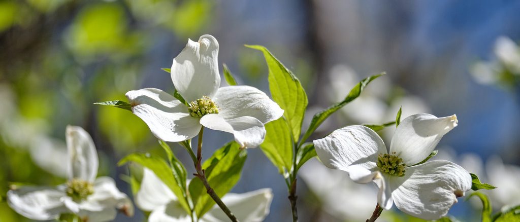 close-up of blooming dogwood tree's white flowers