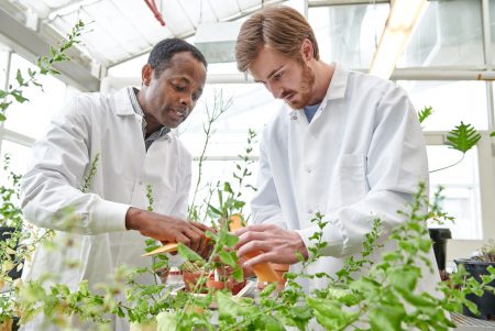 two men in lab coats examining plants in a greenhouse or lab