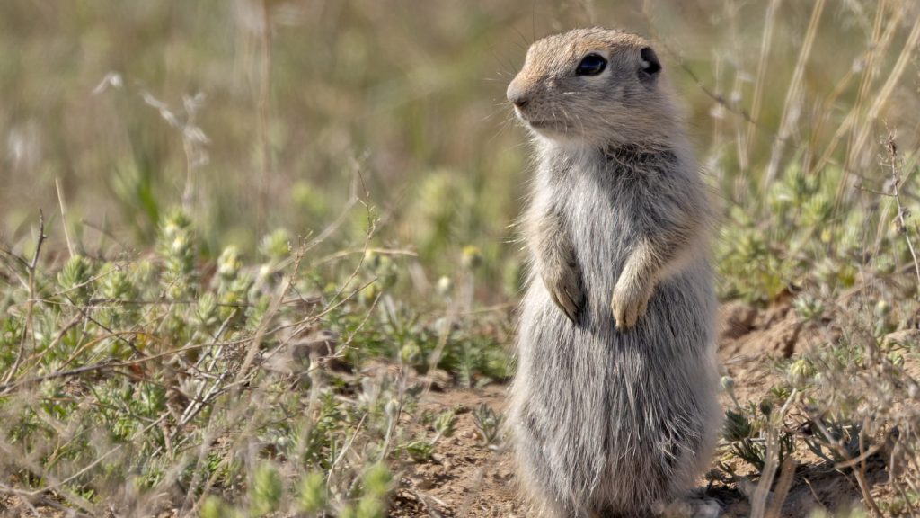Urocitellus idahoensis, the Snake River Plains ground squirrel, a new mammal identified in North America by UNC Greensboro's Dr. Bryan McLean