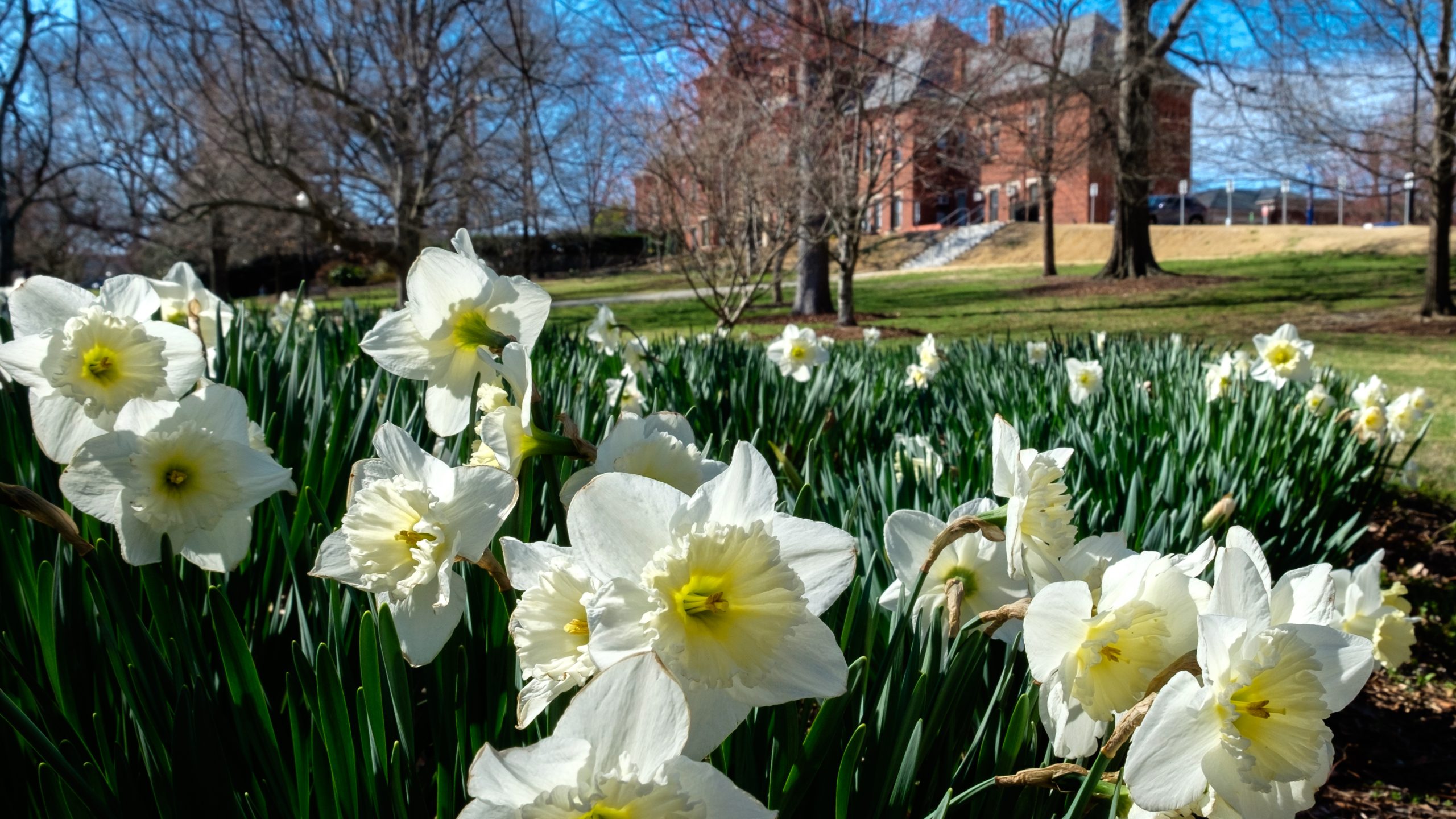 A closeup shot of spring flowers with Foust Building in the background